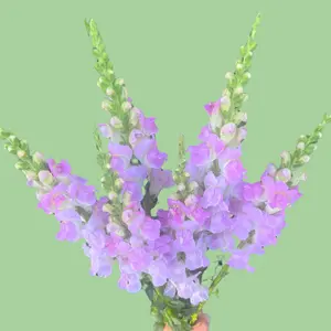 Snapdragon Legend Pink Seeds