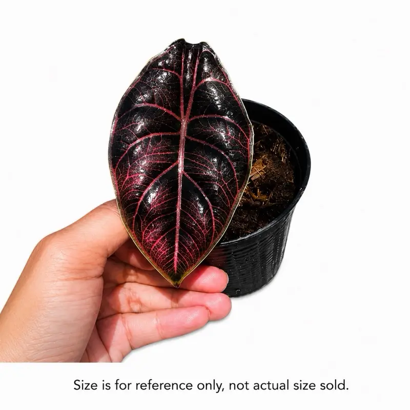 Alocasia Azlanii Tissue Culture Plant – Grower’s Choice