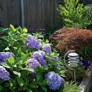 Nikko Blue Hydrangea - macrophylla - Bigleaf - 4" Pot