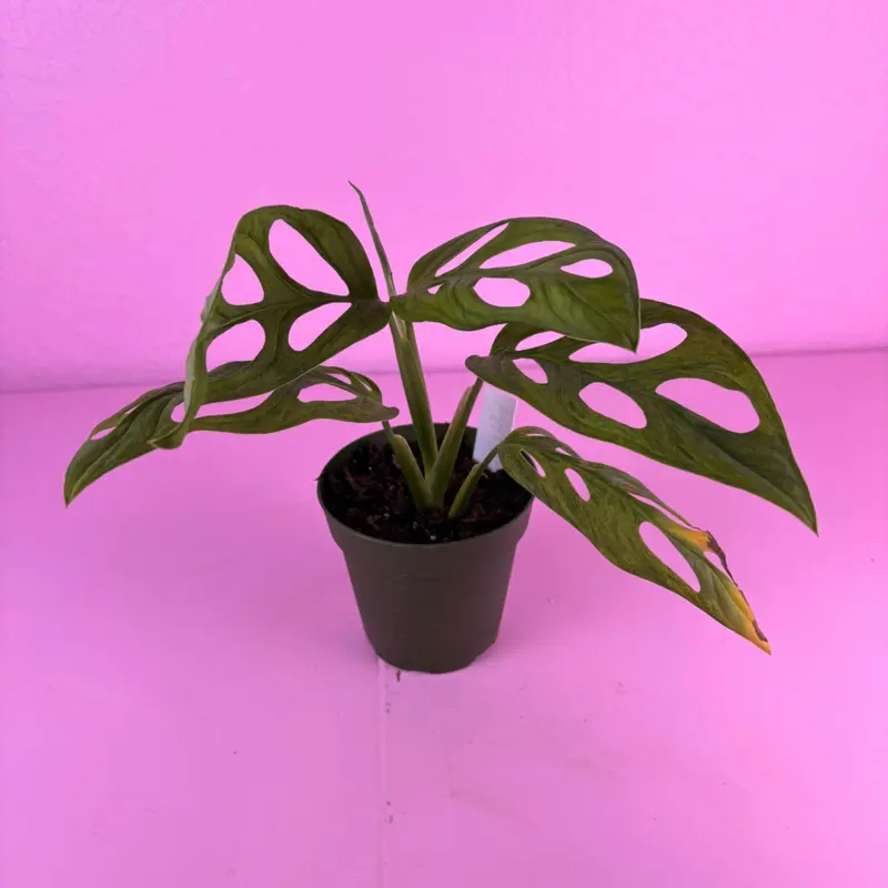 Monstera Adansonii Indonesia Mint | Mint Variegated Monstera | Rare Plant