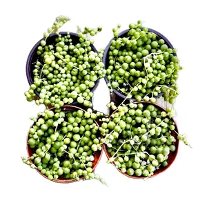 4Pack pearl strings bedroom sculpture (4inch)