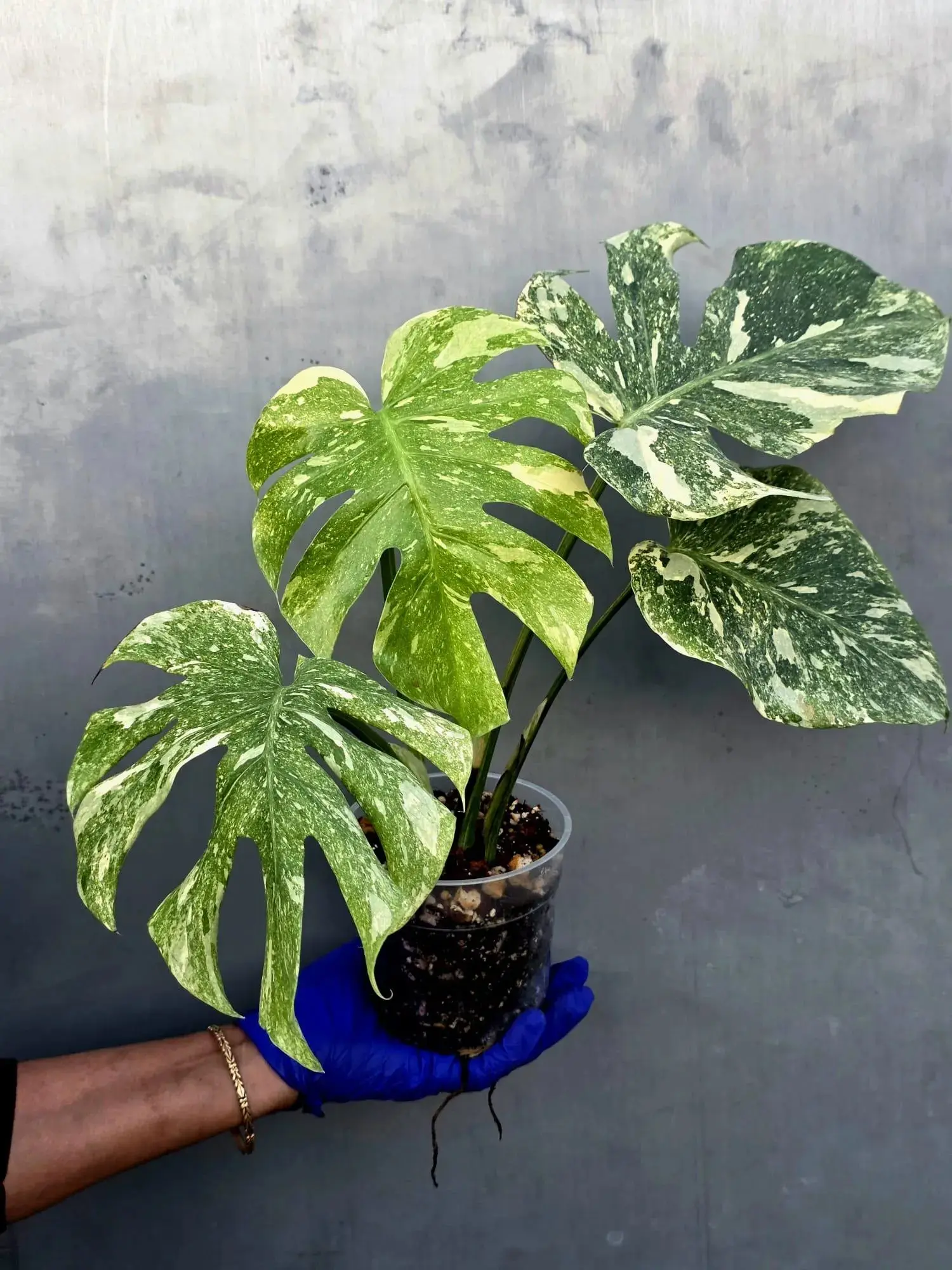 Variegated Monstera Legacy Live Plant - Extremely Rare Monstera Plant (June-21-55-ER)