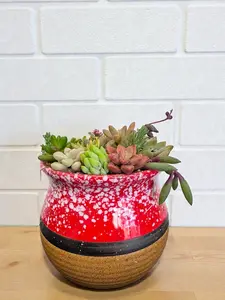 Mini Succulent Plant with Handcrafted Ceramic Pot – Multi-Succulent Arrangement,Colorful Flower Pot,Indoor Live Plant,Gift for Home Office Decoration,Desktop Decor