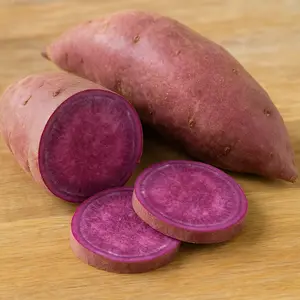 Stokes Sweet Potato Slips for Growing - Easy to Grow Red Yams 3 Slips for Gardening and Planting