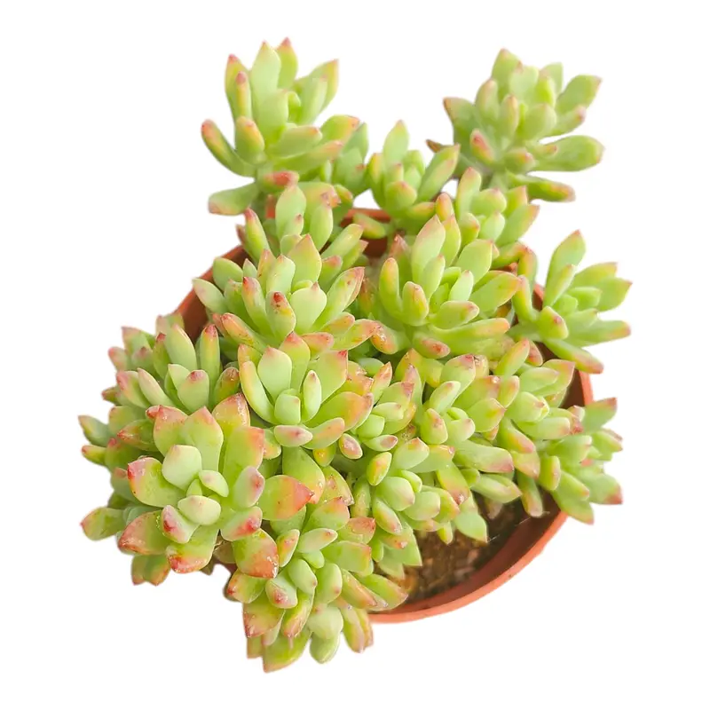 where to buy succulents near me - TikTok Shop