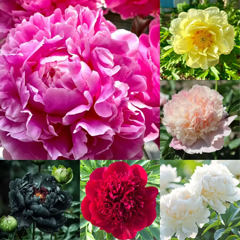 Mixed Double Peony Flower Seeds – Rare Heirloom Peony, Double Bloom, Non-GMO, Easy to Grow, Fragrant & Large Flowers, Indoor & Outdoor Garden, Backyard & Balcony Planting