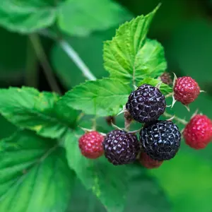 Shekinah 'Tahi' Black Raspberry