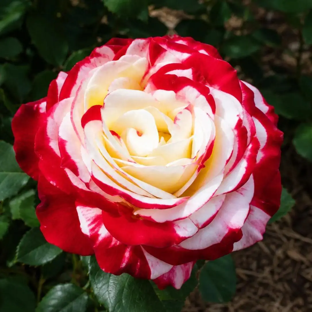 Exotic Bi‑Color Rose Flower Seeds 200pcs, High Sprout Rate, Easy Care Outdoor Garden Blooms