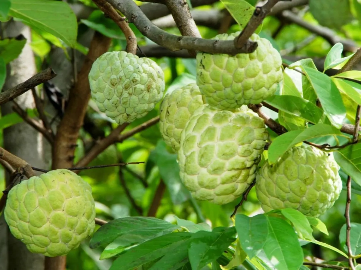 Sugar Apple Tree, Sugar Apple Grafted Tree 3-4 Feet Tall In 3 Gal, Annona Squamosa Sugar Apple Fruit Tree, Sweet Sugar Apple Plant Live