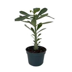Desert Rose Plant - Adenium obesum - Natural Bonsai or House Plant - 4" Pot