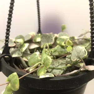 Variegated String of Hearts
