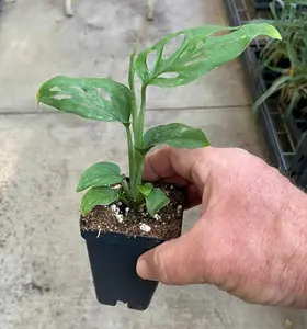 Monstera Adansonii - 'Swiss Cheese Plant'