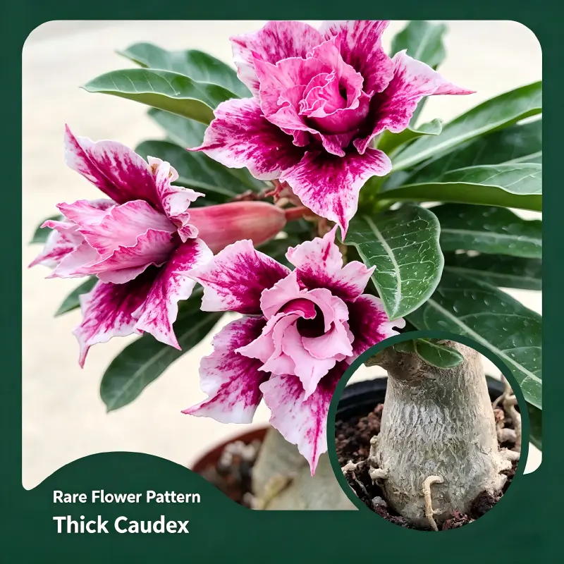 Grape Milkshake Double Desert Rose Succulent, Layered Double-Petal Blooms, Drought-Tolerant, for Modern Patio & Accent Decor, ~6 in Height