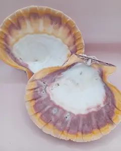 Natural Orange Lion's Paw Seashell Pair – 5.1" x 4.9" – Coastal Display Accent