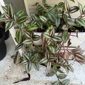 Wondering Jew Plant - Vibrant Green and White Striped Leaves in a White Pot - Ideal for Indoor Decor