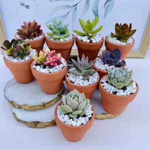 Tootie Fruity- Mini Potted Succulent