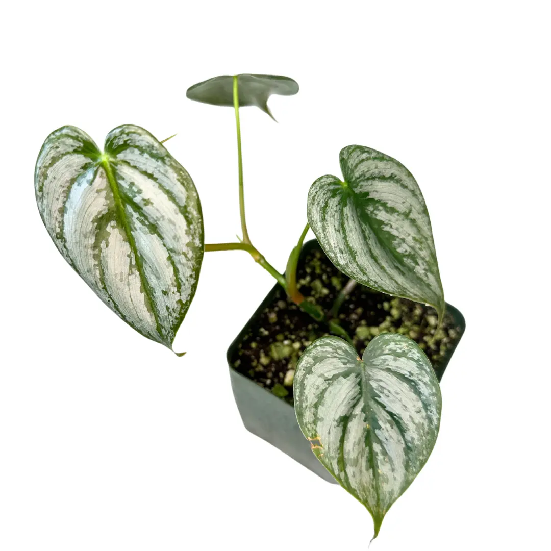 4" Philodendron Brandtianum – Live Plant