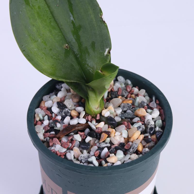 Natural Decorative Rocks 0.44/1.76lb Mixed Colors Pebbles, Aquarium Garden Outdoor Decoration, Fish Tank Sand Vase Filler, Holiday Decorations