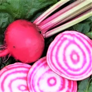 TomorrowSeeds - Candy Cane Striped Beet Seeds -  (Chioggia) Bullseye Pink White Beets Mangel Italian Root Vegetable Seed 2024 Season Free Shipping