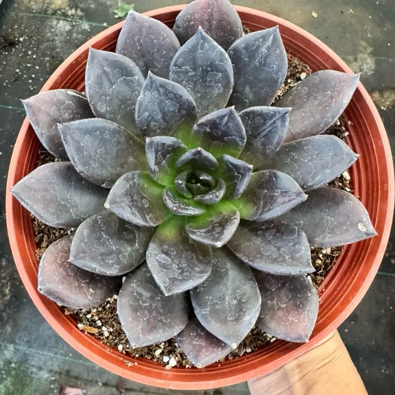echeveria Black prince 6 inch pot