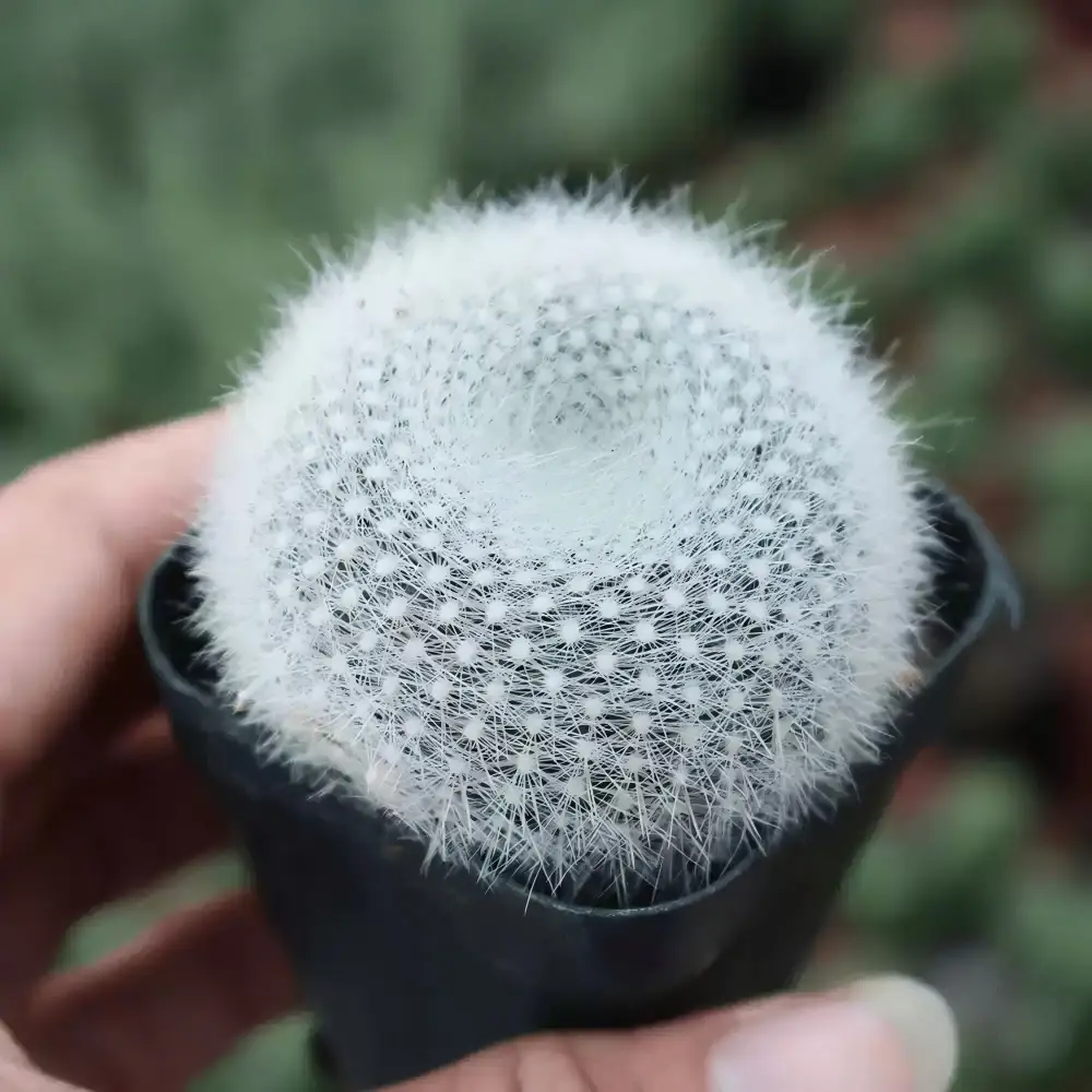 Parodia Haselbergii Snow-White Ball Cactus - Bare-Root Indoor Ornamental Cactus Plant for Home Garden Decor