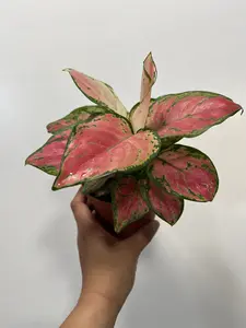 Aglaonema Wishes, Chinese Evergreen, Aglaonema Pink Lady Valentine - in 4" pot Decoration Decoration Decorative Fruit