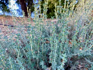 English Thyme