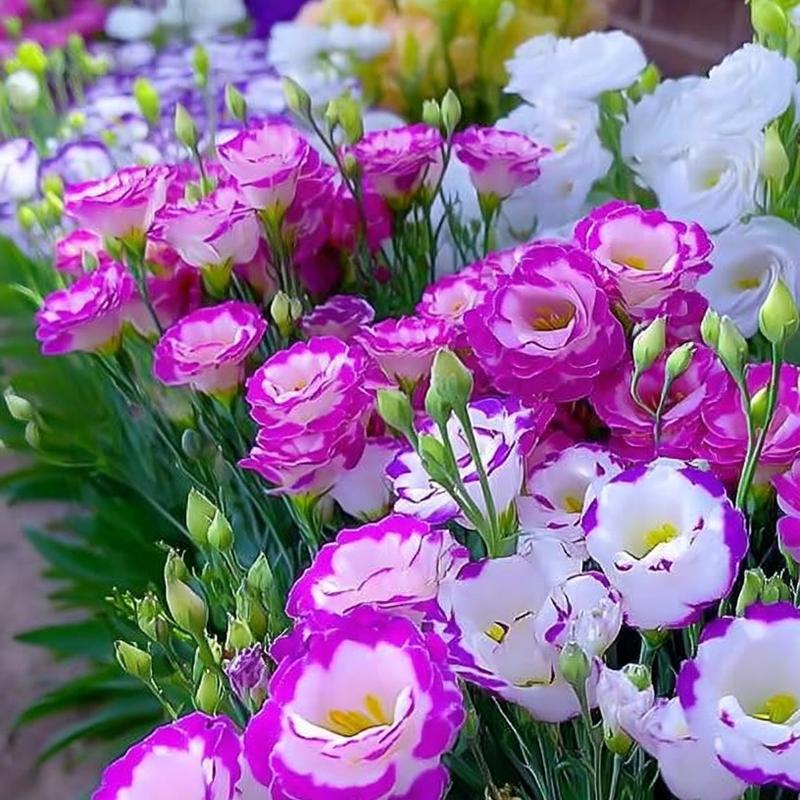 Lisianthus Seeds - 200+ Flower Seeds for Planting, Elegant Blooms for Your Garden and Home