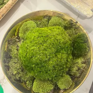 Unpreserved “Mood” Cushion Moss - "Mood Moss" for Terrarium | Vivarium | Pet Habitat Supplies | Fairy Garden | Natural Forest Decor | Reptile terrarium