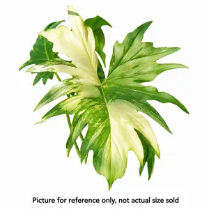 Philodendron Variegated Warscewiczii Tissue Culture Plant | Rare | Growers Choice