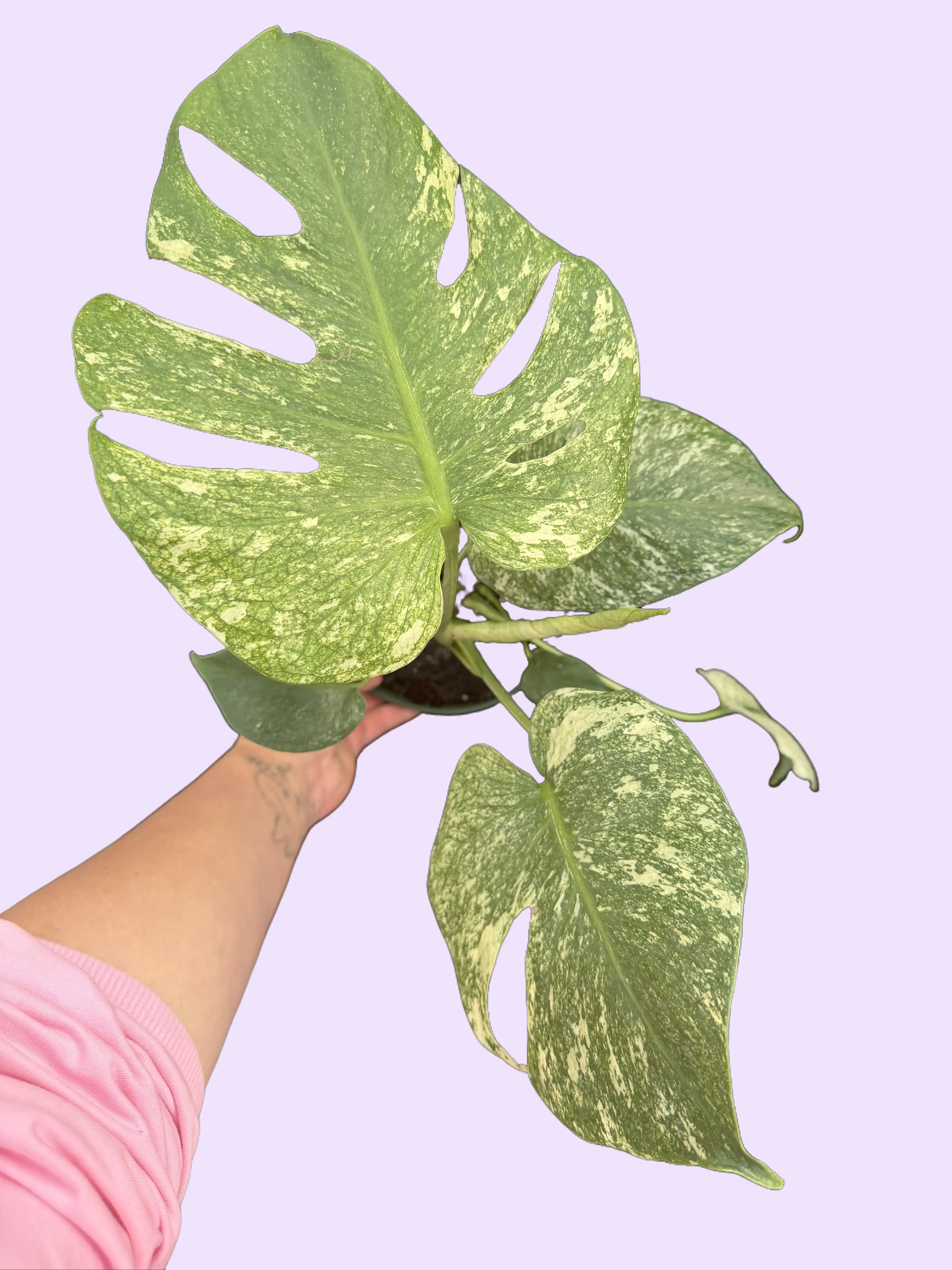6" White Monster Monstera -  Rare Monstera - Variegated Plant with Fenestrated Leaves