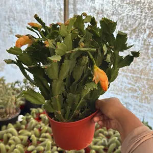 Thanksgiving Cactus Thor Sophia 6 inch pot plant