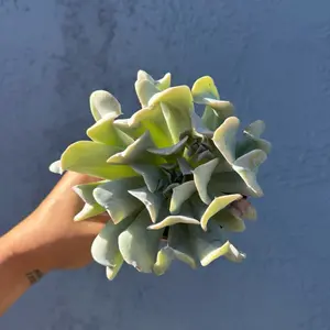 4” Echeveria Runyonii ‘Topsy Turvy’ - live plant succulent