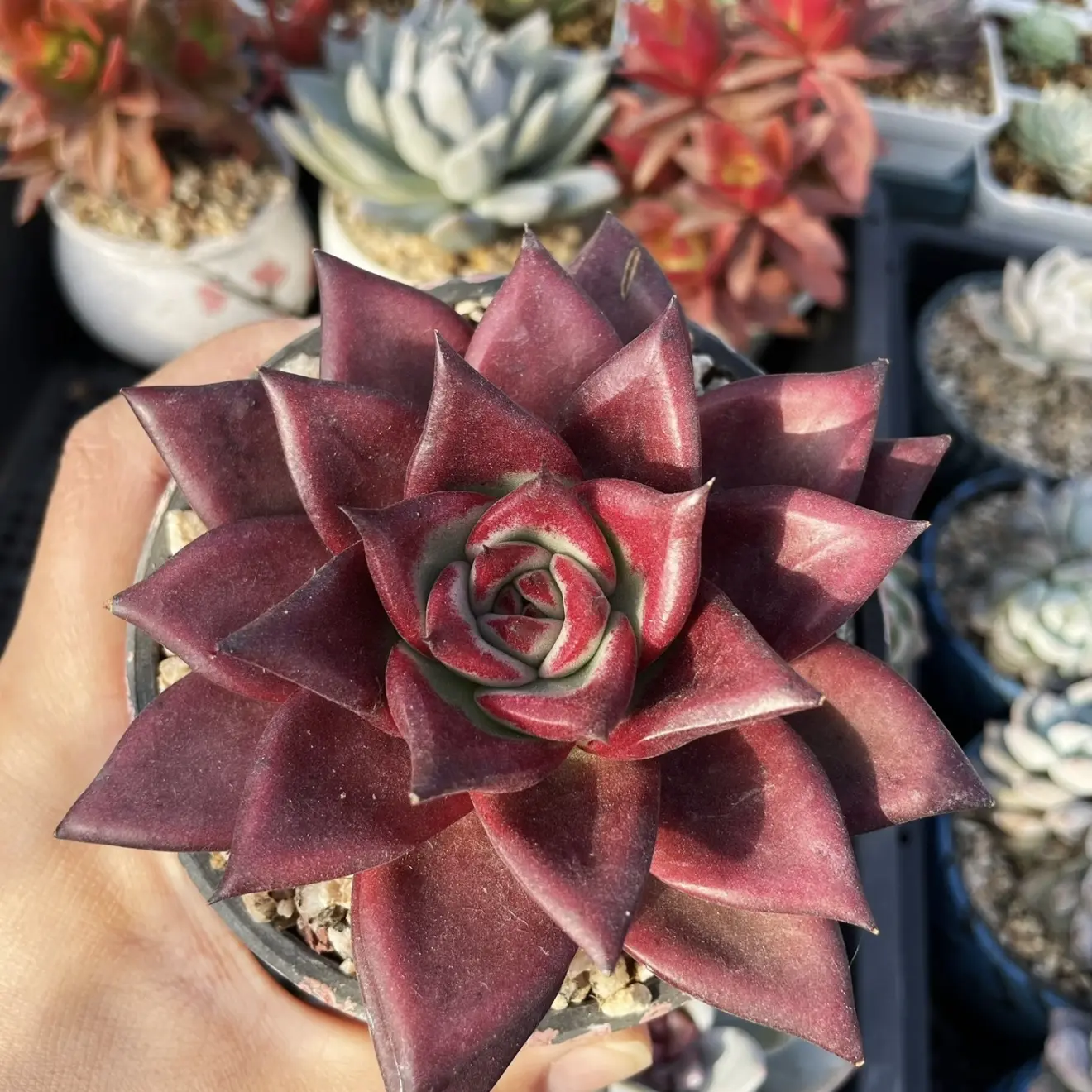 4 inch Red Robin Succulent - delivered with soil and pot - Beautiful decoration, suitable for balcony, room, kitchen, indoors and outdoors