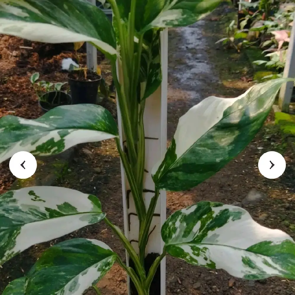 Random plant pulls