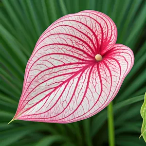 Gypsy Rose Caladium Bulbs for Planting - Perennial Hosta Elephant Ears Fancy 6 Bulbs Pink & White Leaves