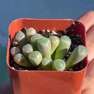 Baby Toes Succulent | Live Plant | 2 inch pot | Fenestraria rhopalophylla