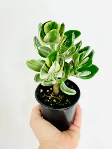 Variegated Jade Plant - Crassula Ovata- 4” Tropical Houseplant