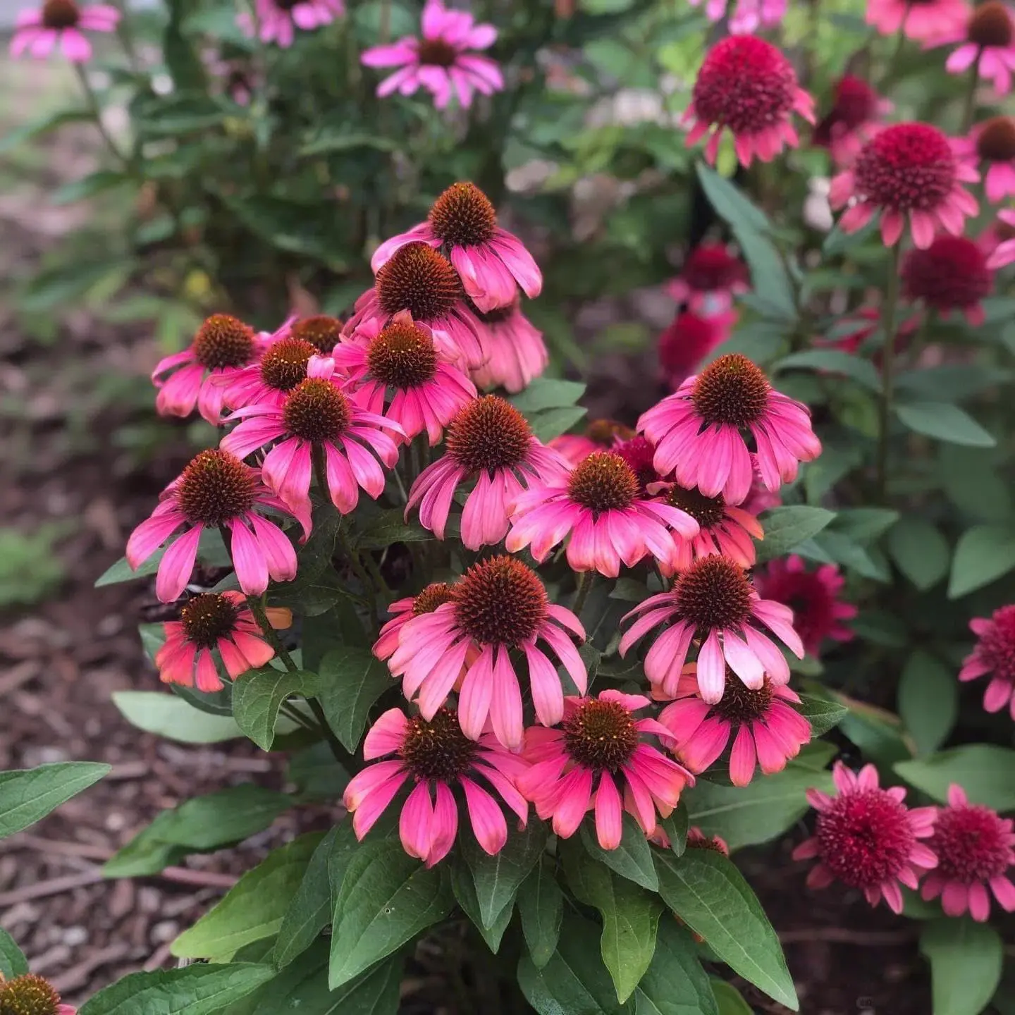 Daisy Flower Seeds Collection - Non-GMO Open-Pollinated Heirloom Seeds for Outdoor Colored Low Maintenance Decorative Flowers, Pollinator-Attracting Annual/Perennial Home Garden Gardening Gift, Outdoor Flowers