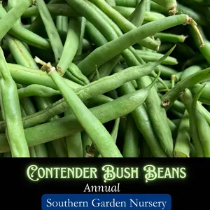 Contender Bush Bean Seeds, Fast Cropping Heirloom Vegetable, Non-GMO Heat Tolerant Garden Vegetable