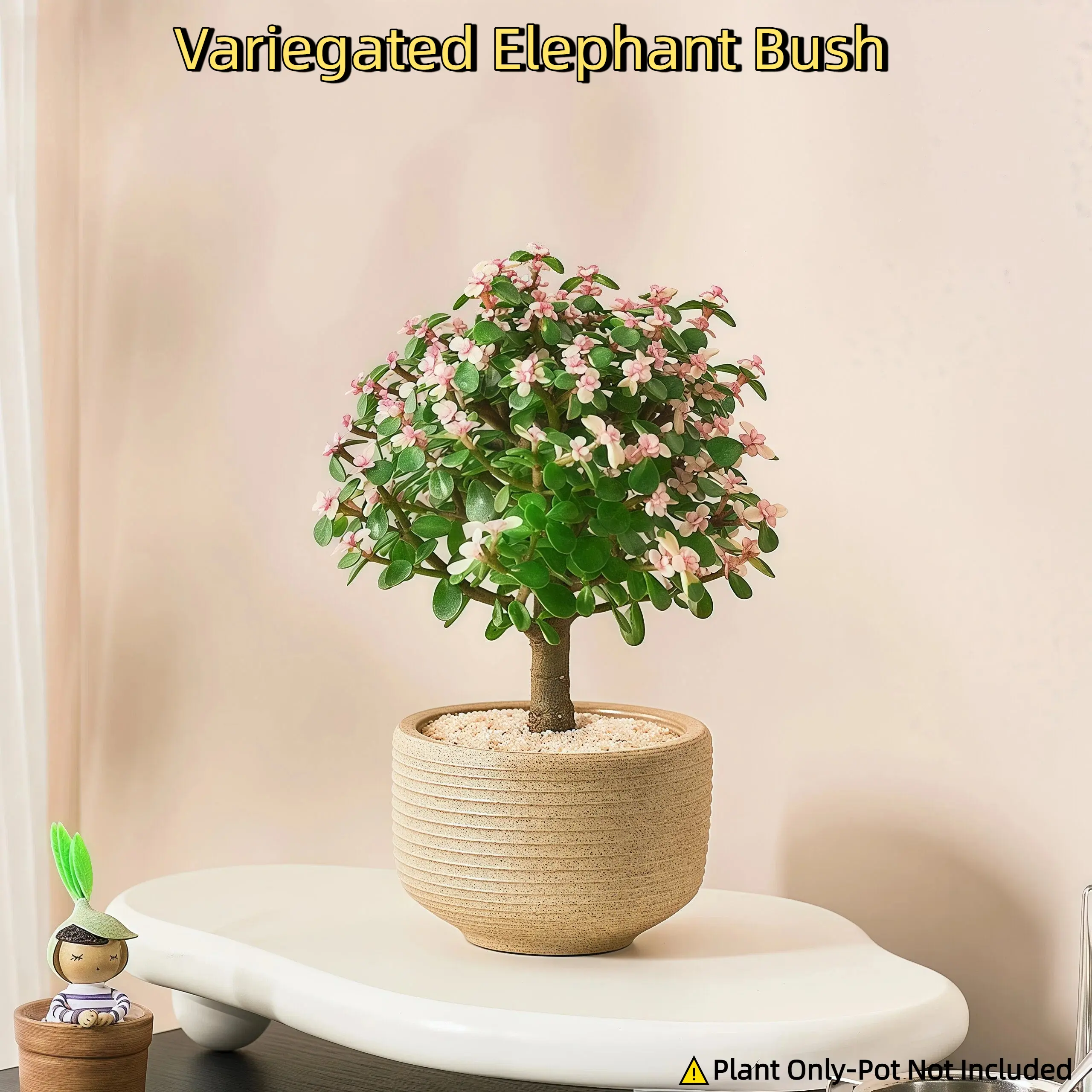 Variegated Elephant Bush Plant | Portulacaria Afra Succulent | Indoor Outdoor Potted Plant | Mini Desk Greenery | Great Gift Idea (Pot Not Included)