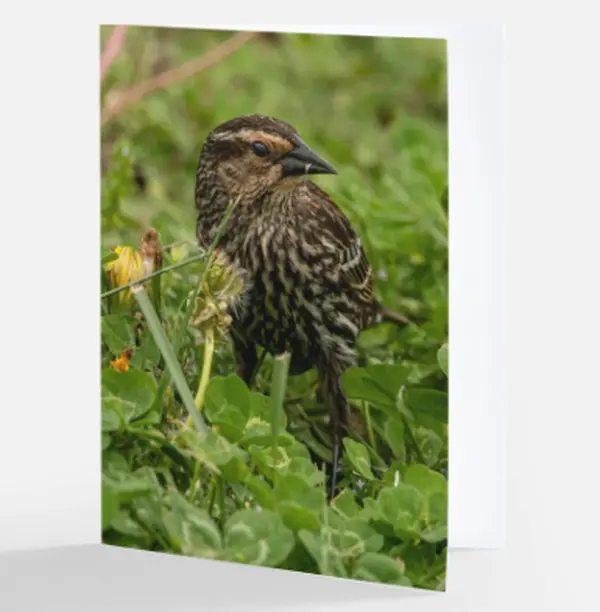 Female Red Winged Blackbird Notecard
