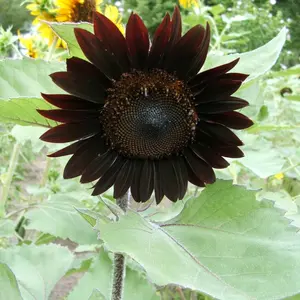 100 Rare Black Beauty Sunflower Seeds Plants Garden Planting Colorful Rare Bonsai organic