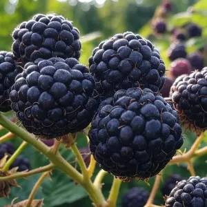 Organic Black Raspberry Seeds - Over 100 Seeds for Gardening, Growing Without Harmful Pesticides and Chemicals