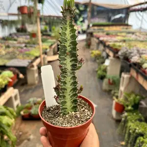 Euphorbia Trigona Green African milk tree 4 in pot succulent plant