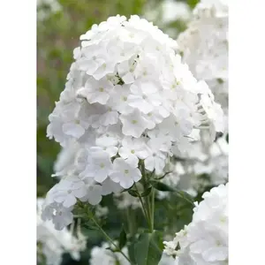 Green River 50 Whipped Cream Phlox Seeds - All Seasons, Flower Seed Pack, Creamy White Petals, Fragrant Cottage Favorite, Shade-Tolerant Blooms, Long-Lasting Cut Flowers, Easy-Care Perennial Seeds For Gardening, Bee-Friendly Accent