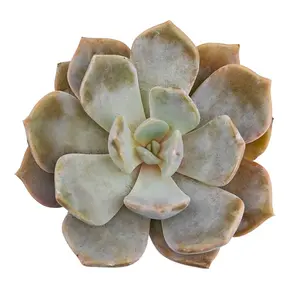 Echeveria Asante Sana