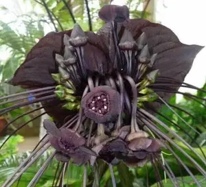 Tacca chantrieri Plant seeds | Bat Flower | Cats Whiskers | Devil Flower | 20_Seeds