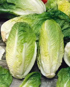 2000 Lettuce Seeds - Romaine - Giant Caesar