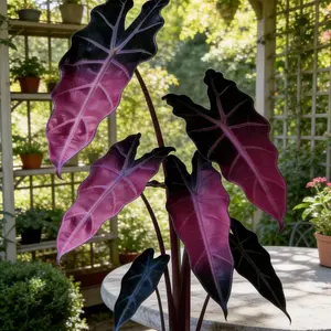 Hosta Seeds 800pcs Perennial Shade Plant for Garden Borders Tree Areas & Shaded Pathways Easy Start Low Maintenance Ideal Texture Visual Presence